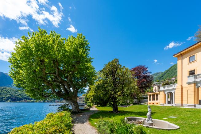 The majestic plane tree of Villa I Platani - 4